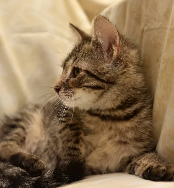 Trauriges Grau mit Streifen Kätzchen — Stockfoto