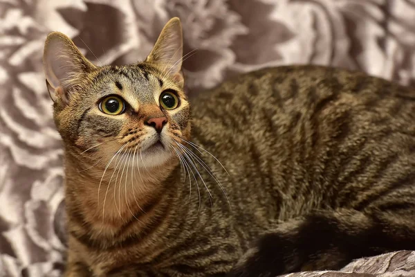 Gestreifte braune Katze auf dem Sofa — Stockfoto