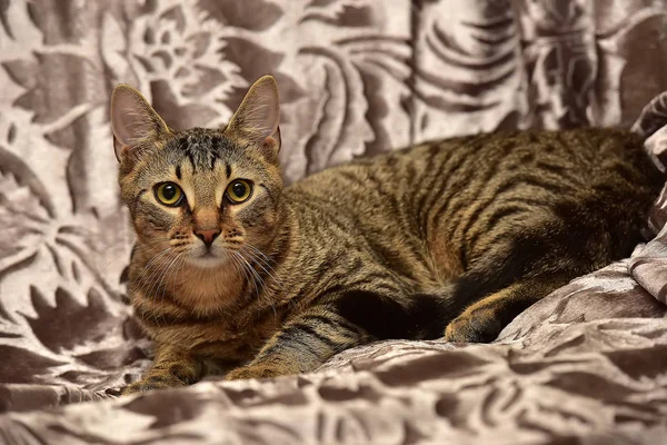 Полосатый коричневый кот на диване — стоковое фото