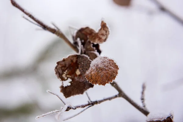 Hojas de otoño con hoarfros — Foto de Stock