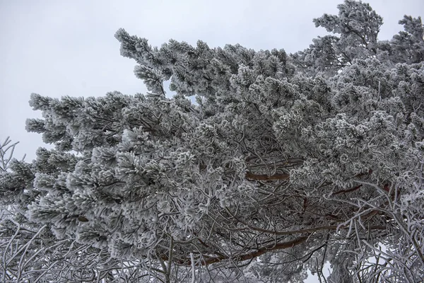 冬の霧氷で覆われている松の枝 — ストック写真