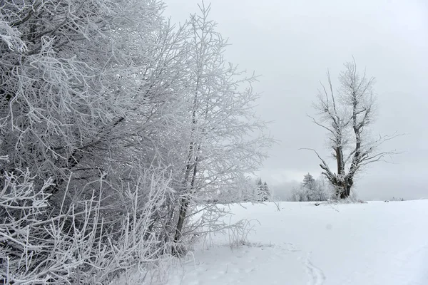 Дерево, покрытое морозом — стоковое фото