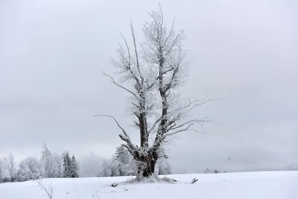 Frostbedeckter Baum Mitten Auf Dem Feld — Stockfoto