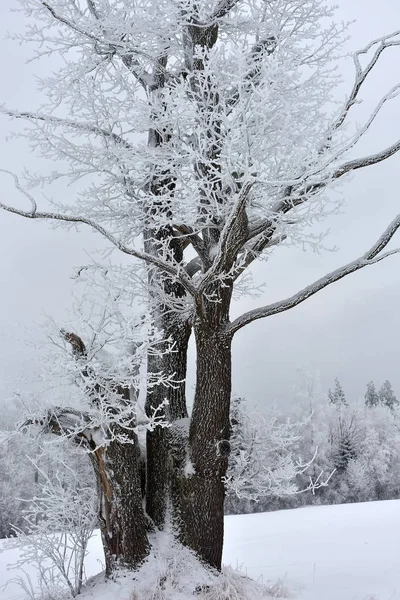 Tree covered with frost — Stock Photo, Image