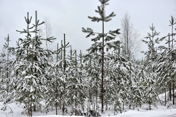 白雪覆盖的森林里的圣诞树 — 图库照片