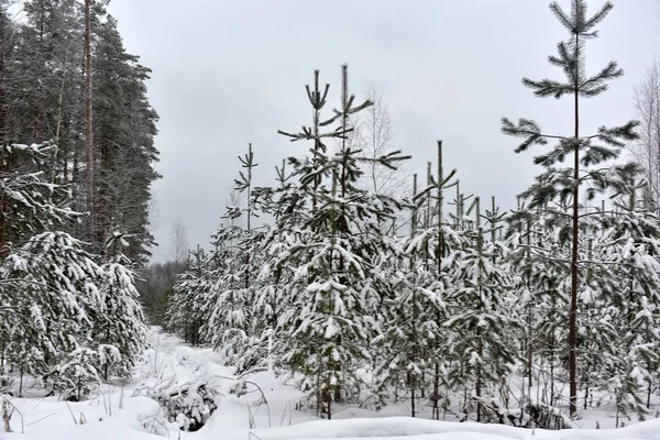 Karácsonyfák, hóval borított erdő — Stock Fotó
