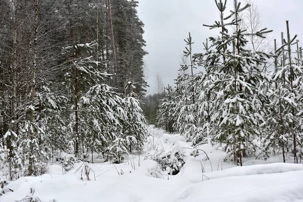 Χριστουγεννιάτικα δέντρα σε ένα χιονισμένο δάσος — Φωτογραφία Αρχείου