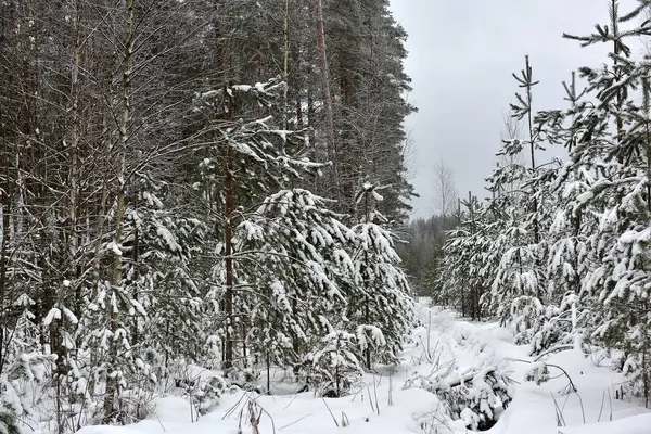 Χριστουγεννιάτικα δέντρα σε ένα χιονισμένο δάσος — Φωτογραφία Αρχείου