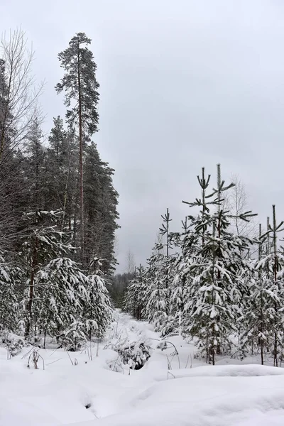 Рождественские елки в заснеженном лесу — стоковое фото