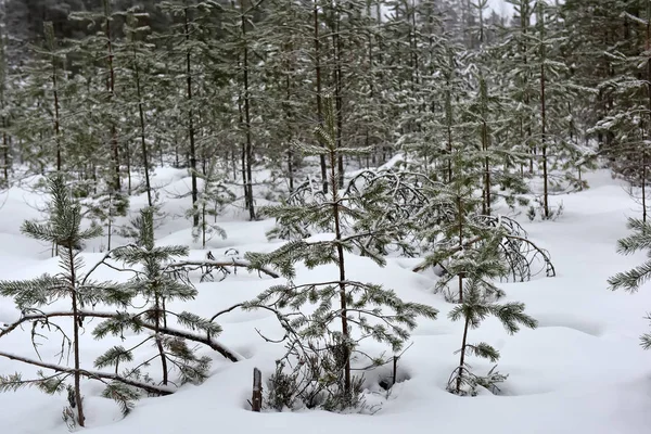 白雪覆盖的森林里的圣诞树 — 图库照片