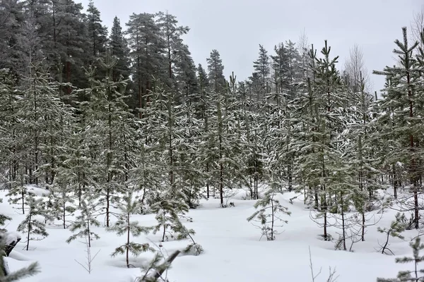 Рождественские елки в заснеженном лесу — стоковое фото