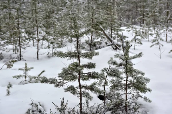 白雪覆盖的森林里的圣诞树 — 图库照片