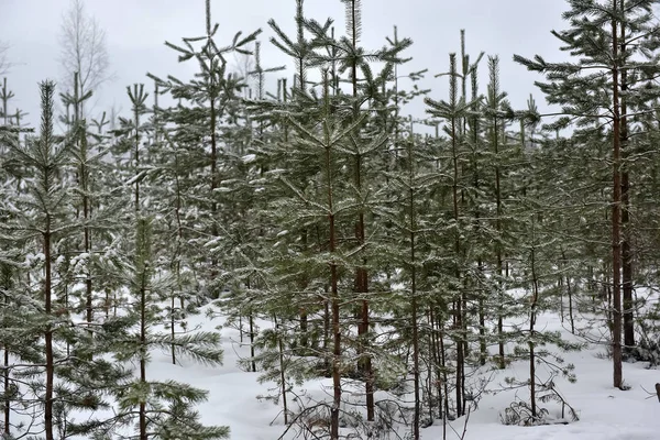 白雪覆盖的森林里的圣诞树 — 图库照片