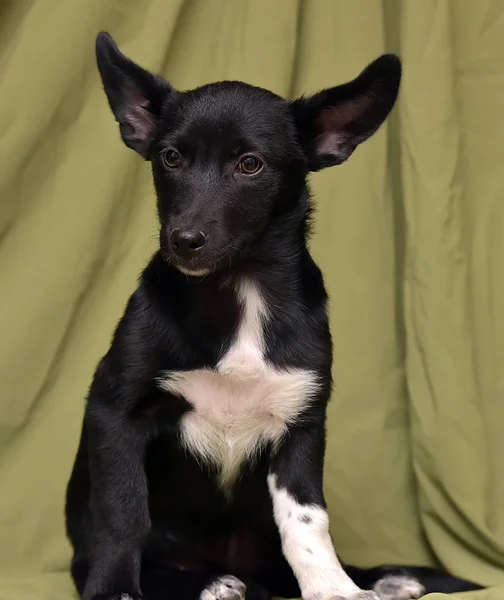 Lop-eared cachorro mestizo, mestizo dachshund en un verde claro b —  Fotos de Stock