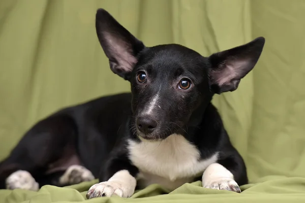 Cane bastardo dalle orecchie a lop, bassotto mezzosangue su una b verde chiaro — Foto Stock