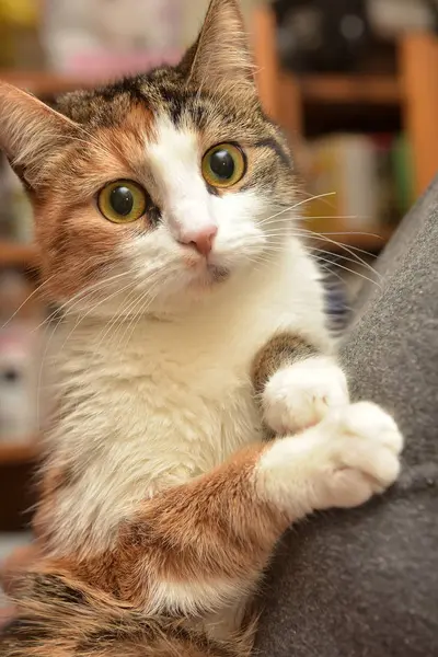 Fiatal háromszínű macska a kézen — Stock Fotó