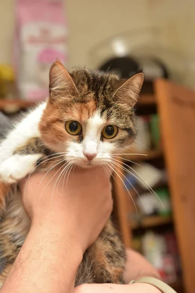 Jovem gato de três cores nas mãos — Fotografia de Stock