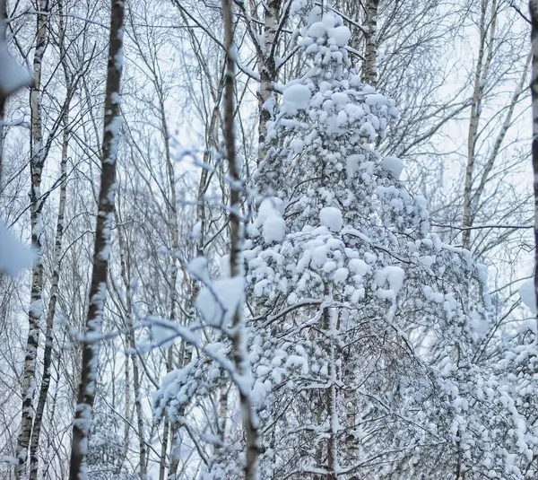 Красивый заснеженный лес после снегопада — стоковое фото