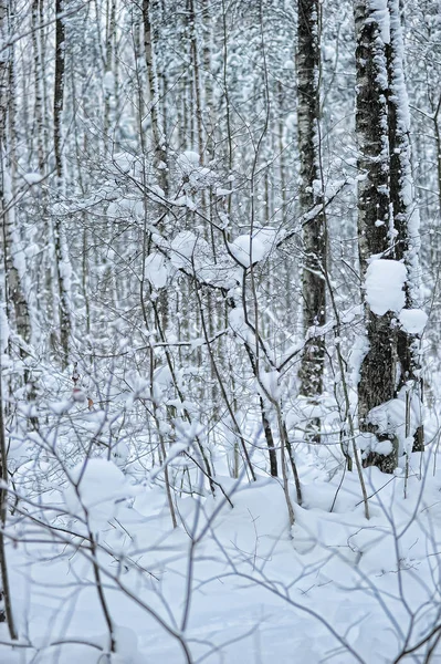 Πανέμορφα δάση καλυμμένα με χιόνι μετά από χιονοπτώσεις — Φωτογραφία Αρχείου