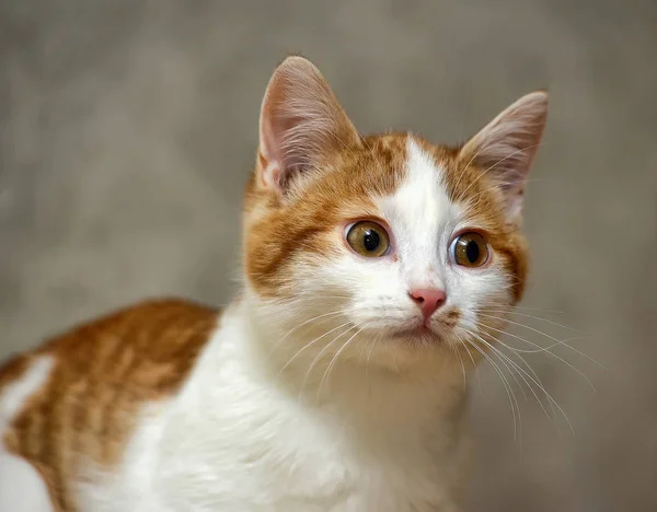 Nieuwsgierig wit met rode kat — Stockfoto