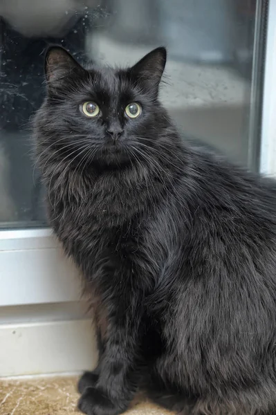窗台上美丽的黑毛猫 — 图库照片
