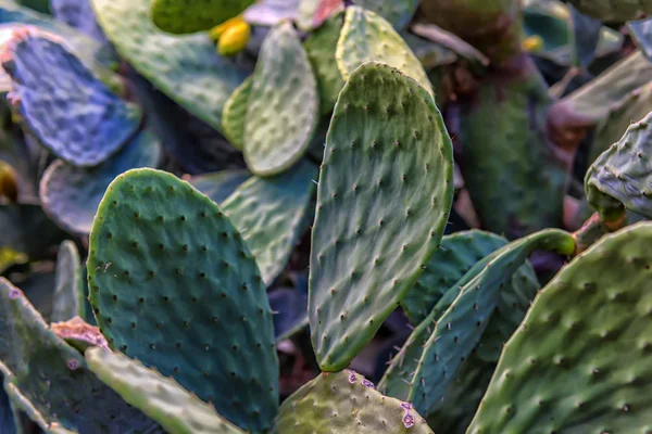 Cactus grow near road, Turkey — Stock Photo, Image