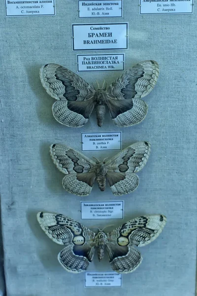 Udstilling af sommerfugle i Zoologisk Museum , - Stock-foto