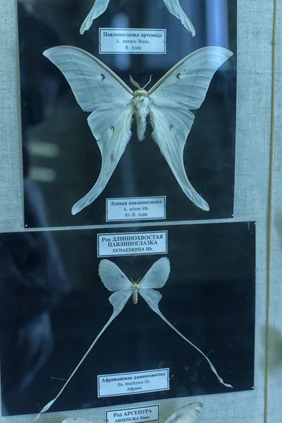 Exposición de mariposas en el Museo Zoológico , —  Fotos de Stock