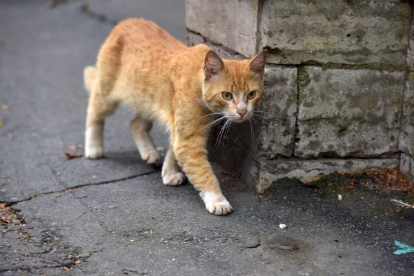 Red homeless cat — Stock Photo, Image