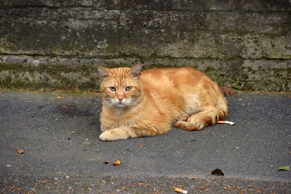 Röd hemlös katt — Stockfoto