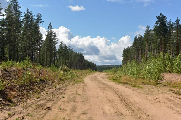 Деревенская дорога в лесу — стоковое фото
