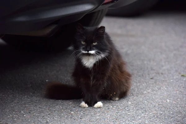 Schwarz-weiße flauschige obdachlose Katze — Stockfoto