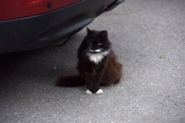 Chat sans abri pelucheux noir et blanc — Photo