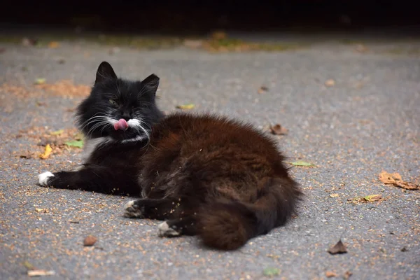 黑白色毛茸茸的流浪猫 — 图库照片
