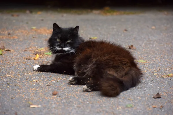 Schwarz-weiße flauschige obdachlose Katze — Stockfoto