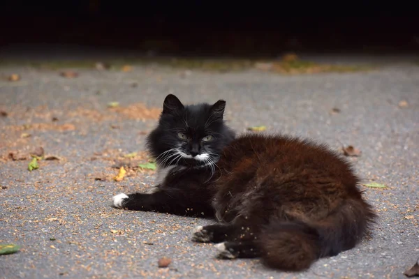 Preto Branco Fofo Sem Teto Gato Rua — Fotografia de Stock