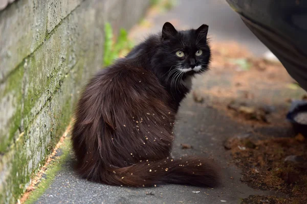 Schwarz-weiße flauschige obdachlose Katze — Stockfoto