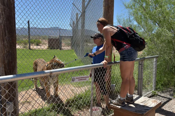 Туристи годують тигра під опікою опікуна у В. — стокове фото
