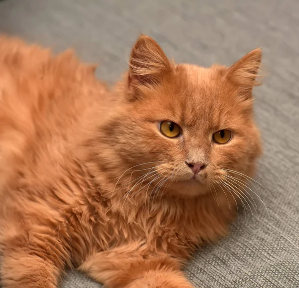 Gato Rojo Acostado Sofá — Foto de Stock