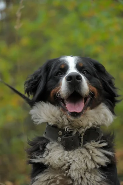 Бернская Горная Собака Осенью — стоковое фото