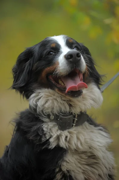 Berneński Pies Pasterski Jesienią — Zdjęcie stockowe