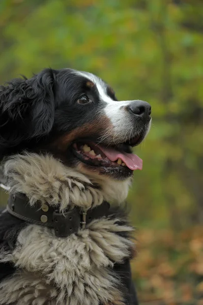 Бернская Горная Собака Осенью — стоковое фото