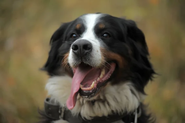 Berner Sennenhund Herbst — Stockfoto