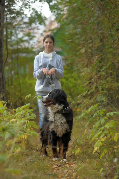 Bernese Mountain Dog Girl Teenage Girl Walking Park — Stock Photo, Image