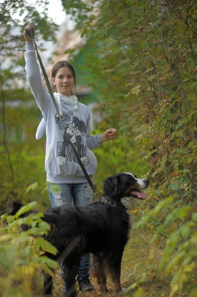 Bernese Mountain Dog Girl Teenage Girl Walking Park — Stock Photo, Image