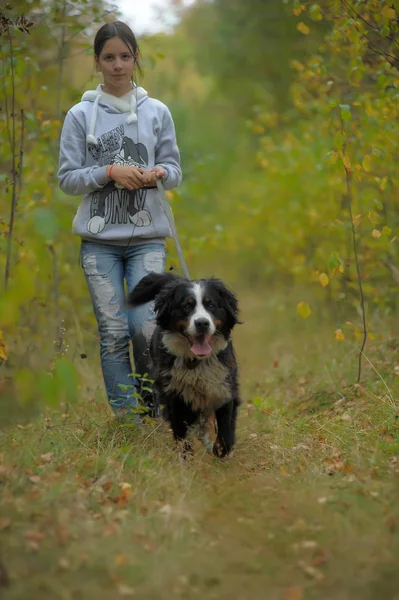 Bernese 山狗和女孩少女在公园散步 — 图库照片