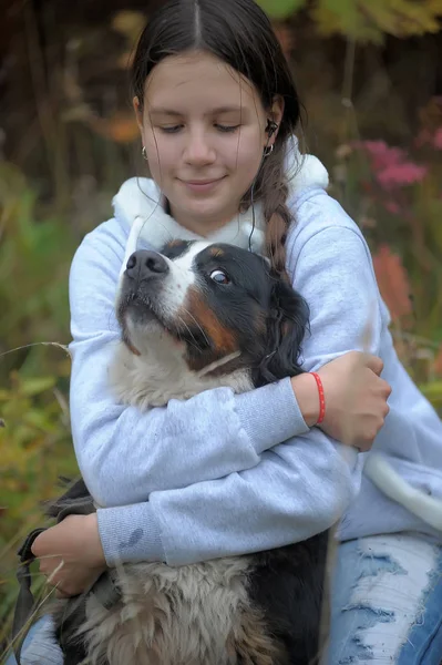 Bernese Mountain Dog e menina adolescente — Fotografia de Stock