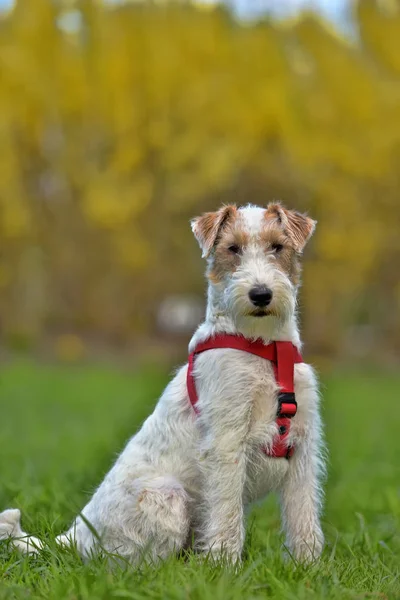 Airedale terrier in summer — Stock Photo, Image