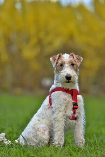 Airedale terriër in de zomer — Stockfoto