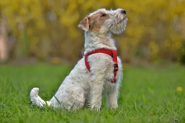 Airedale Terrier Summer White Red — Stock Photo, Image